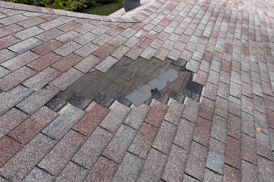 Multiple shingles blown completely off — large exposed felt section, torn edges, older red shingles, tree and vent in background