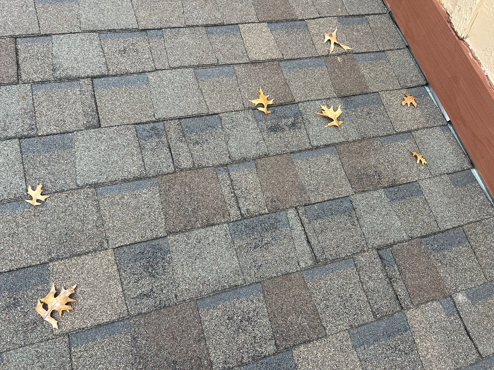 Aged shingles with color bleed, granule loss, and leaves collected on roof surface