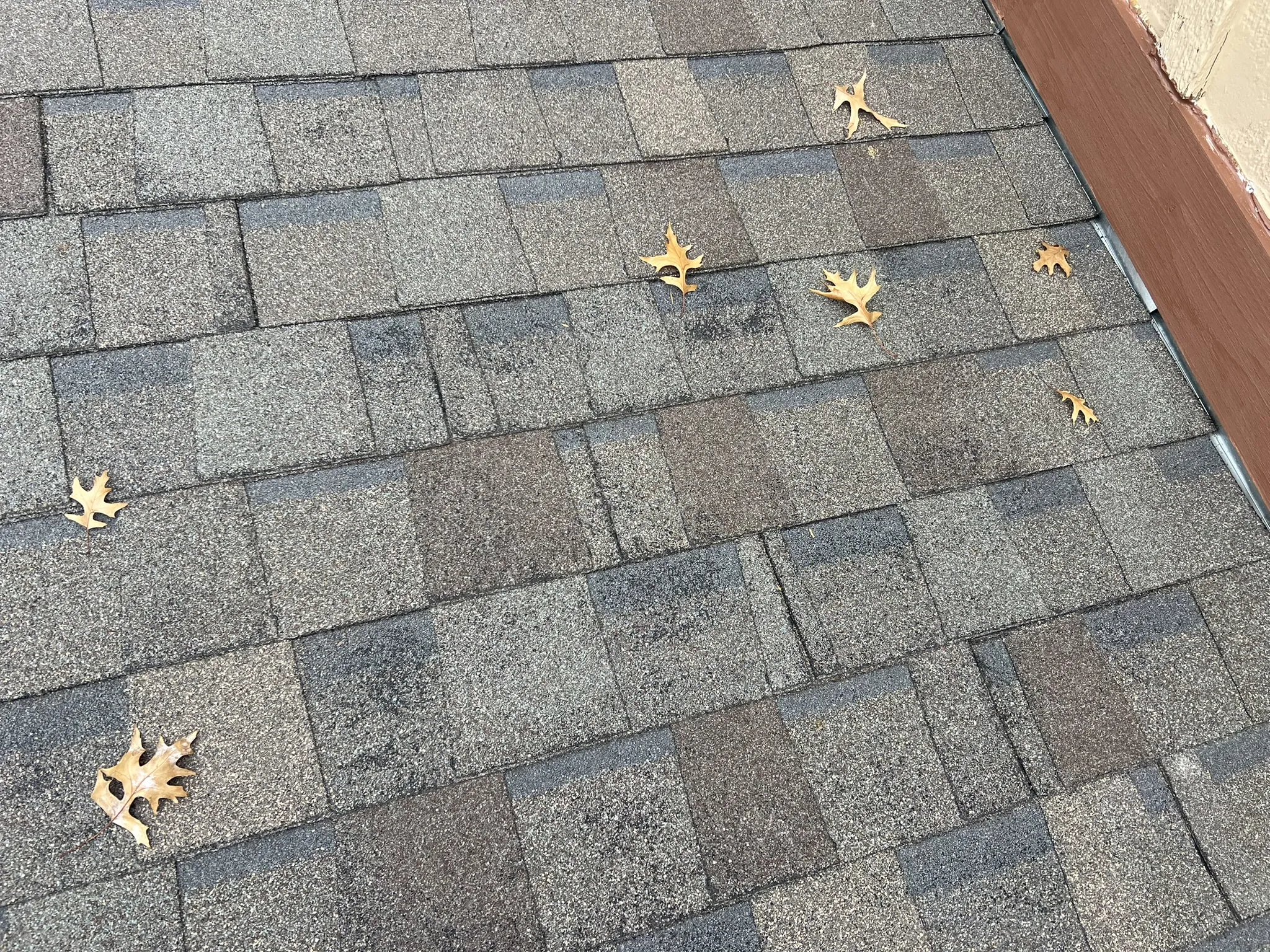Aged shingles with color bleed, granule loss, and leaves collected on roof surface